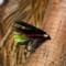 Flybox® Medium Crystal Hackle UV - Black