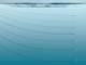 SALAR Catch Single-Piece – Float/Sink 3