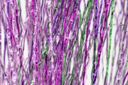 Semperfli® SemperFlash - Skeena (GPP) & Pink Blend