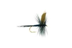 Black Gnat