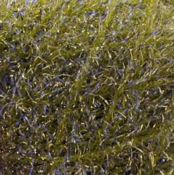 Flybox® Synergy Micro Straggle UV and Gold - Olive