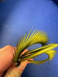 Irish Fly Supplies Goose Biot - 2 Tone Corrib Olive