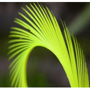 Flybox® UV Reactive Goose Biots 4 pc - Sunburst Yellow