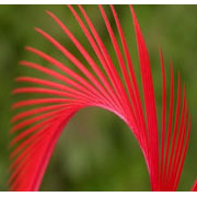 Flybox® UV Reactive Goose Biots 4 pc - Fl Red