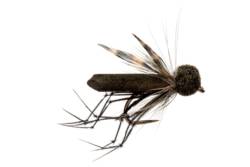 Rob's Booby Daddy Black