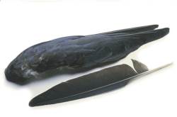 Veniards Crow Whole Wings