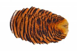 Veniards Golden Pheasant No.2 tippet collar