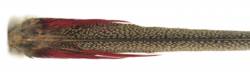 Veniards Golden Pheasant Complete Tail