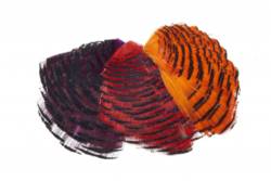 Veniards Golden Pheasant Tippet piece (½ collar) Dyed