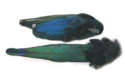 Veniards Magpie Whole Wings