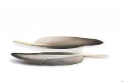 Veniards Mallard Duck Wing Quills Grey