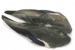 Veniards Mallard Duck Whole Wings