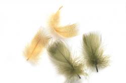 Veniards Mallard Drake Round Breast