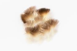 Veniards Mallard Drake Brown Neck Very Small