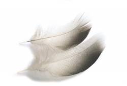 Veniards Mallard Bronze Mallard Shoulders - Selected