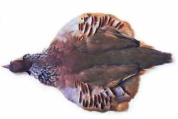 Veniards French Partridge Complete Skin With Wings And Tails