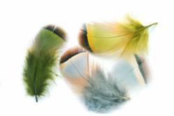 Veniards French Partridge Hackles
