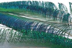 Veniards Peacock Sword Tails Selected