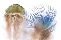 Veniards Peacock Blue Neck Feathers