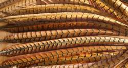 Veniards Cock Pheasant Centre Tails