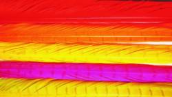 Veniards Cock Pheasant Colour Extracted C Tails