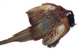 Veniards Cock Pheasant Complete Skin With Wings And Tail