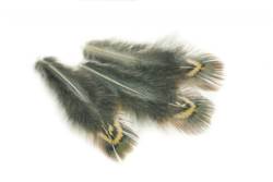 Veniards Cock Pheasant Plumages