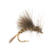 Olive Emerger