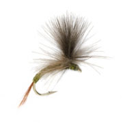 Parachute Olive CdC (AK)