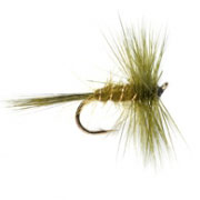 Rough Olive