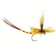 May Parachute