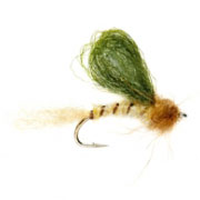 May Emerger