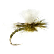 Flexi Olive