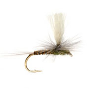 Paradun Quill Olive (PP)