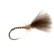 Barbless Quill Owl Cul