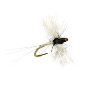 Midge Caenis Polywing