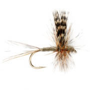 Adams Thorax