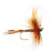 March Brown