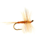 Sherry Spinner