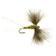 Olive Spinner CdC