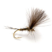Olive Dun CdC