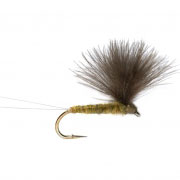 V Wing Olive (PP)