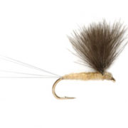 V Wing Pale Watery (PP)