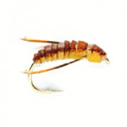 Air Bubble Corixa