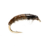 Hydropsyche (SM)