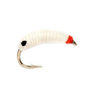 Maggot