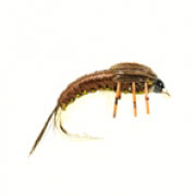 Polish Olive Brown