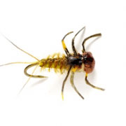 Barbless March Brown Nymph (OE)