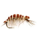 Killer Resting Hare's Ear Shrimp