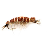 Killer Swimming Hare's Ear Shrimp